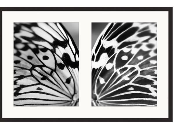 Rent the Delicate Wings Wall Art