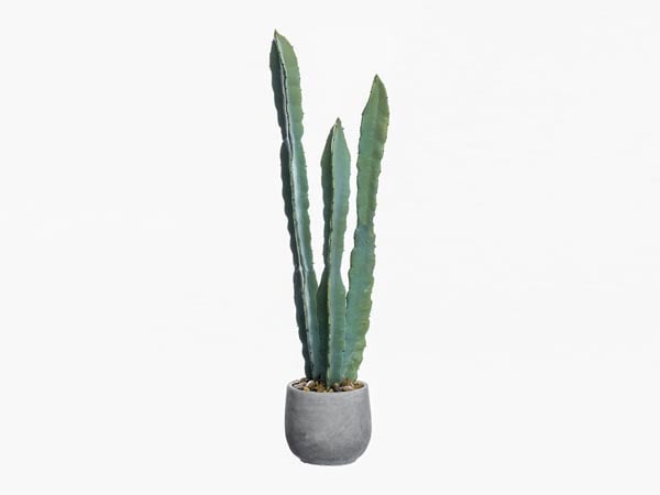 Rent the Column Cactus in Pot