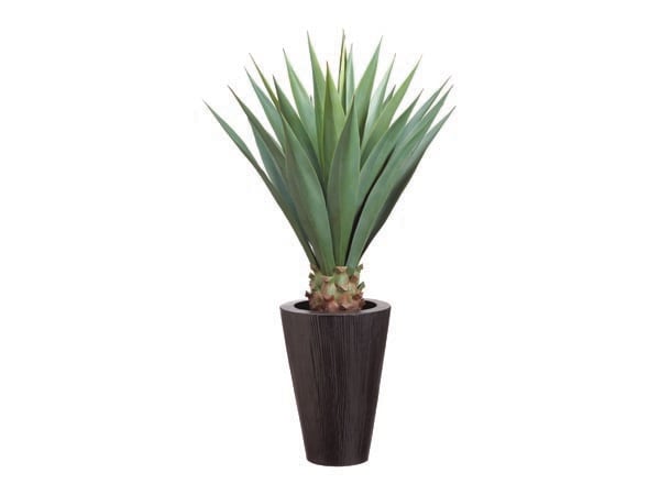Rent the Sisal 4' Plant