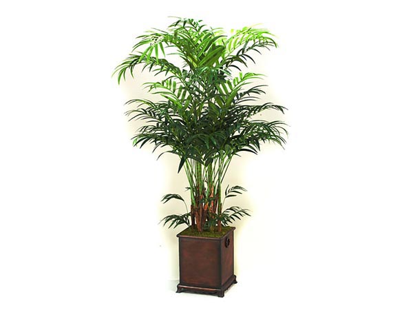 Rent the Kentia Palm Tree
